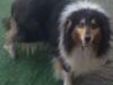 collie ( lassy )