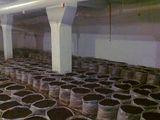 Compost champignon