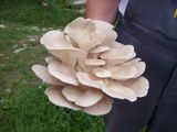 compost ciuperci pleurotus