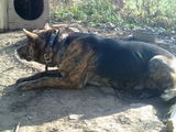 Corcitura de caile lup cu pittbull...accept si schimburi