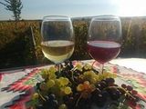 Crama Toaca Cosmin - vinuri albe si rosii