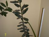 dafini spania