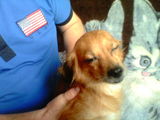 Dau Caini Pechinezi Spre Adoptie