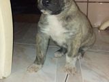 Dau catelus spre adoptie