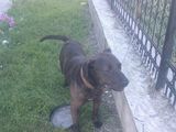 Dau pitbull sau schimb cu amstaff!!