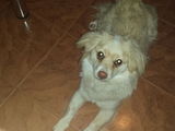 Dau spre adoptie catelusa