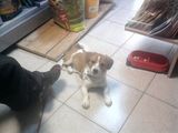dau spre adoptie catelusa pechinez