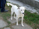 De adoptat: BOBBY ALB (Timisoara) - caine ideal pentru paza