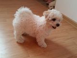 de vanzare 2 fetite Bichon frise