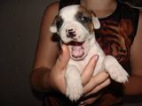 de vanzare catei rasa AMSTAFF RASA PURA -AMERICAN STAFORDSHIRE TERRIER