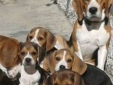 De vanzare puiuti de Beagle