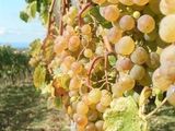 De vanzare struguri pt vin