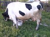De vanzare vaca