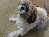 detin shih-tzu 4 ani pentru monta