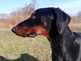 Doberman Mascul pt Monta