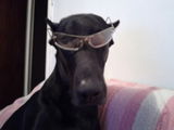doberman pt. monta