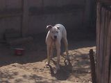 dog argentinian