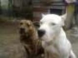 Dog Argentinian,catea ..4 luni