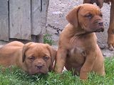 dog de bordeaux