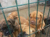 Dogue de Bordeaux si Mastiff