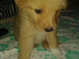 Donez catel