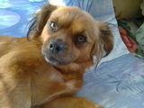 donez catelusa