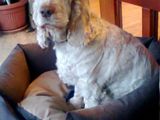 Donez english cocker, femela
