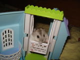 Donez hamsteri