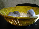 Donez hamsteri pitici siberieni