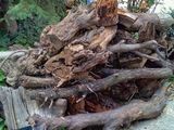 Donez lemne provenite din pomi taiati din curte