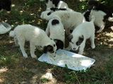 Donez metisi ciobanesti de bucovina