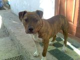 Donez pitbul urgent!!!