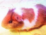 Donez Porcusor de Guineea