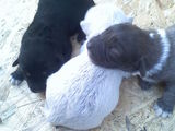 Donez pui catel+mama
