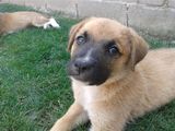 Donez pui catel! Salveaz-o pe Dolly!