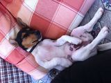 Donez pui Jack Russel Terrier