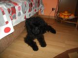 Donezpui caniche si mama de 1 an