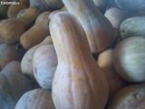 Dovleci placintari foarte dulci