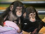 drăguț și excelent cimpanzeu pentru adopție