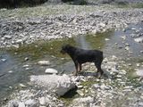 Dresaj CANIN