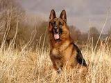 dresaj canin si plimbari caini oferta!!!