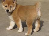 Fantani C.K.C Shiba Inu Pui disponibile pentru adoptare