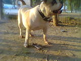 Femela buldog american