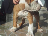 femela bulldog american