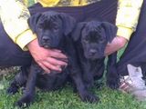 femela cane corso