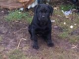 Femela cane corso
