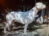 femela dog argentinian cu pedigree