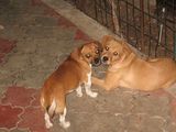 FEMELA LABRADOR 6 LUNI