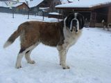 femelă saint bernard