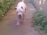 Femela superba de amstaff!